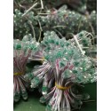 Led a Vista