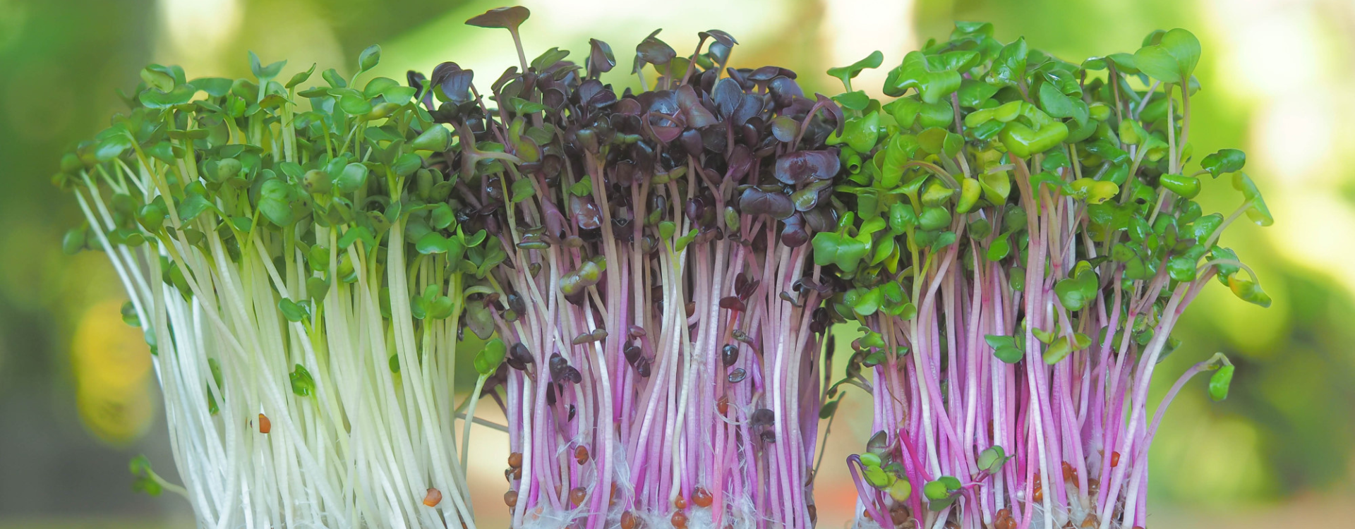 Microgreens closeup